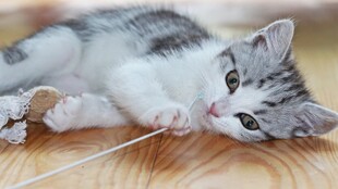 萌趣小猫玩线绳