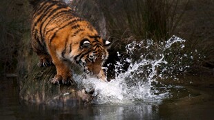 猛虎踏水溅起晶莹水花