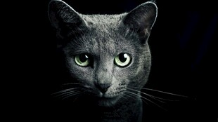 黑猫凝视图
