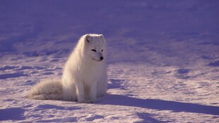 雪地中的白色狐狸