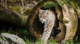 树洞中躲藏的可爱山猫