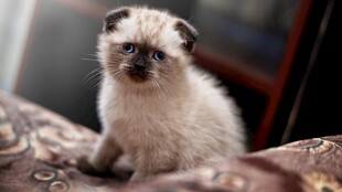 可爱小猫咪端坐沙发上