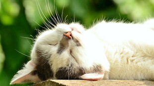 慵懒猫咪惬意仰头小憩