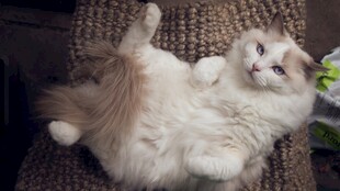 慵懒猫咪惬意躺椅姿态