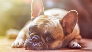 趴着的法国斗牛犬
