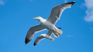 蓝天下双飞海鸥