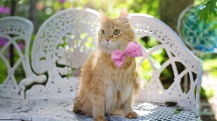戴粉蝴蝶结的可爱猫咪