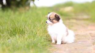 小萌犬坐于草地小路上
