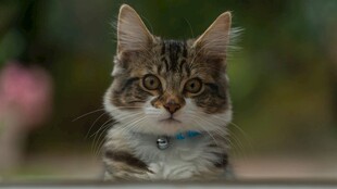 可爱猫咪特写