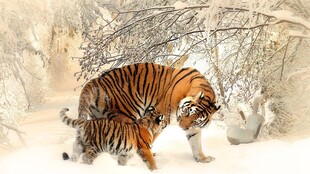 雪地中独行的斑斓猛虎