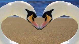 天鹅比心浪漫自然景象