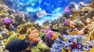 海底缤纷珊瑚景观