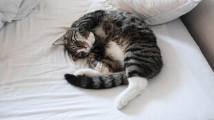蜷卧沙发的可爱条纹猫咪