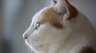 侧头的白棕相间猫咪