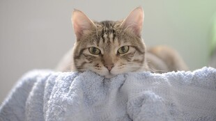 慵懒猫咪趴卧柔软毛巾上