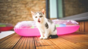 可爱小猫坐于粉色猫窝前