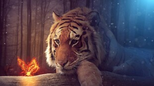 虎视眈眈的火焰旁猛虎