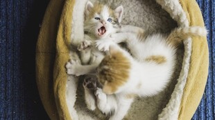 两只猫咪在窝里亲昵互动