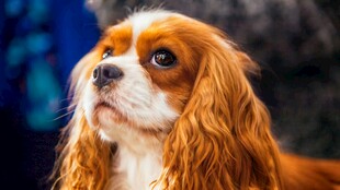 可爱查理士王小猎犬