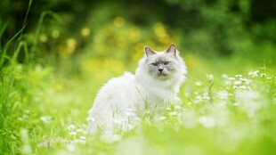 草地上的可爱白毛猫咪