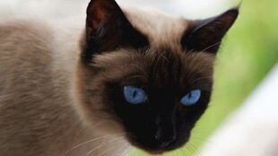 蓝眼暹罗猫特写