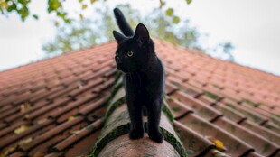 黑猫立于红瓦屋顶