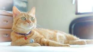 慵懒橘猫惬意躺卧