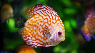 多彩花纹七彩神仙鱼
