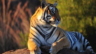 岩石上休憩的斑斓猛虎