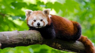 小熊猫惬意趴树枝