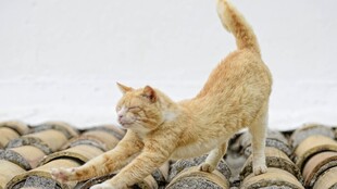 橘猫在瓦片上伸懒腰
