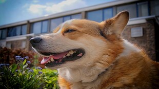 阳光下惬意的柯基犬