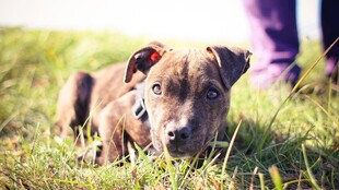 草地上的可爱幼犬