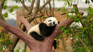 熊猫惬意趴树枝