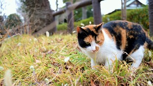 三色猫在草地上漫步
