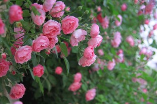 娇艳粉色月季花绽放