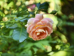 粉色娇艳月季花