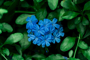 蓝色绣球花绽放绿叶间