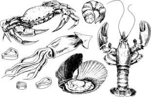 手绘海鲜食材插画