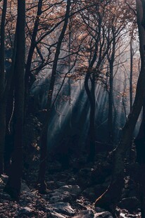 林间晨光雾影