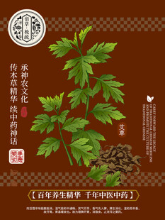 艾草植物图 传统养生元素