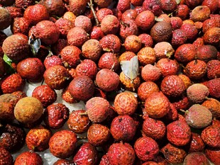 大量新鲜荔枝