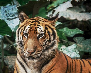 威风凛凛的斑斓猛虎