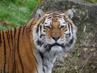 威风凛凛的斑斓猛虎