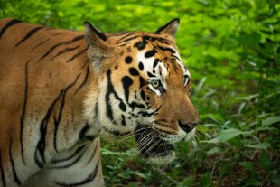 丛林中的斑斓猛虎