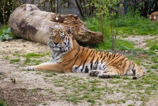 卧于草地的斑斓猛虎