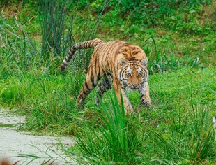 草丛中行走的斑斓猛虎