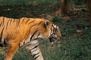 漫步丛林的斑斓猛虎
