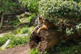 树桩上休憩的猴子
