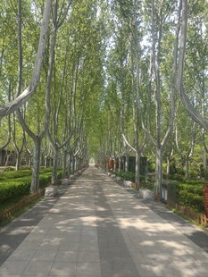 林荫小道 夏日静谧之景
